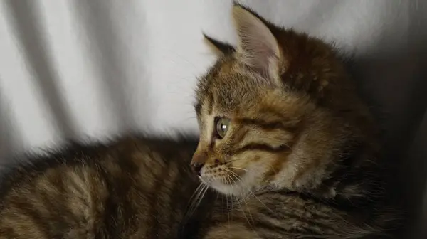 Şirin kedi portresi