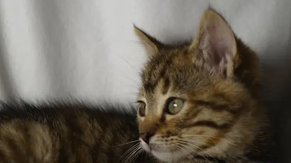 Şirin bir safkan kedinin portresi