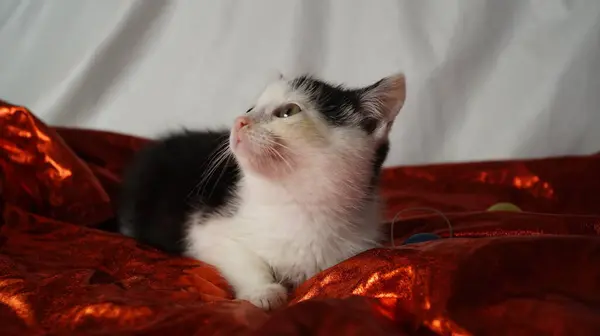 Kırmızı arka planda sevimli bir kedi.