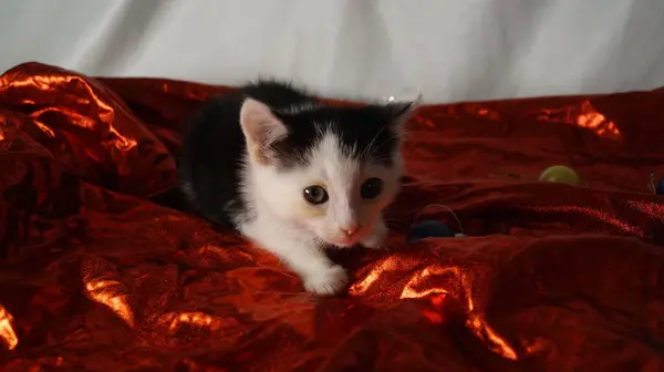 Beyaz kürklü küçük kedi yavrusu