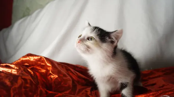 Siyah arka planda mavi gözlü sevimli kedi Noel oyuncağıyla