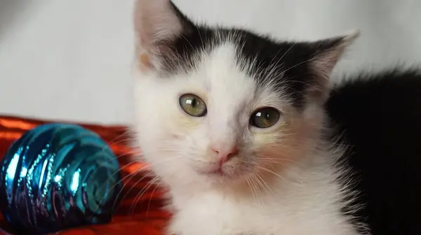 Siyah arka planda mavi gözlü sevimli kedi Noel oyuncağıyla