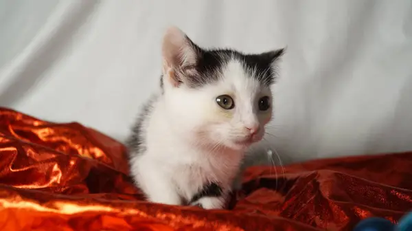 Beyaz gözlü sevimli kedi yavrusu.