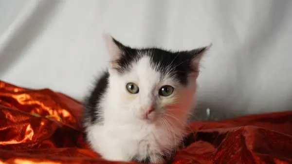 Kırmızı arka planı olan bir kedi.