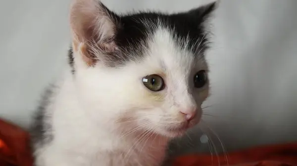 Şirin siyah beyaz kedi.