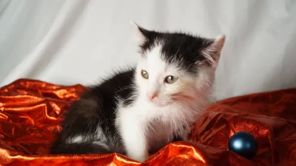 Fiyonklu sevimli kedi yavrusu.