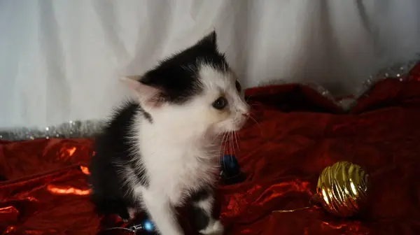 Noel süslemeleri olan küçük sevimli bir kedi yavrusu.