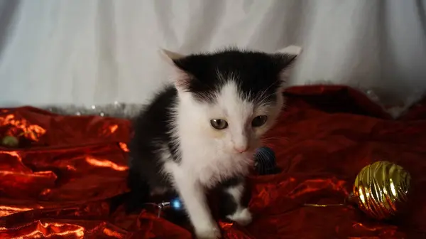 Noel arkaplanındaki küçük kedi yavrusu.