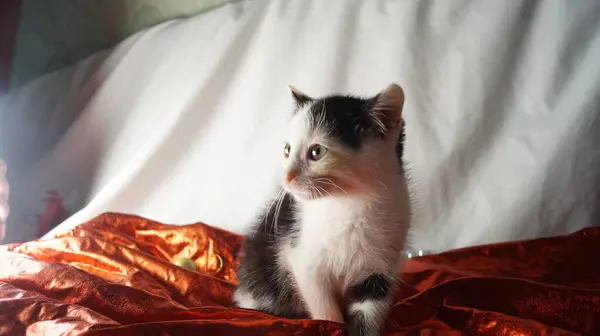 Şirin kedi portresi