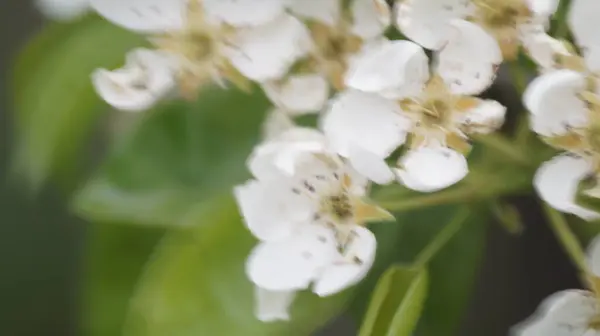 Bahçede beyaz çiçekler