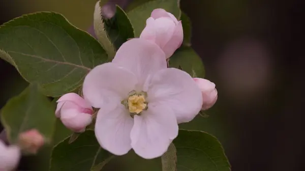 Bahçedeki güzel çiçekler