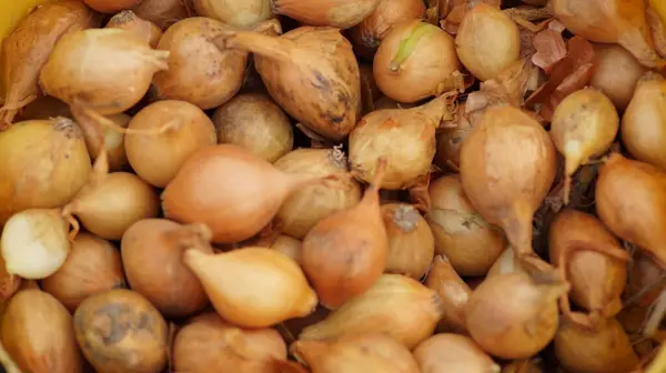 Yerel bir markette satılık taze organik kestaneler