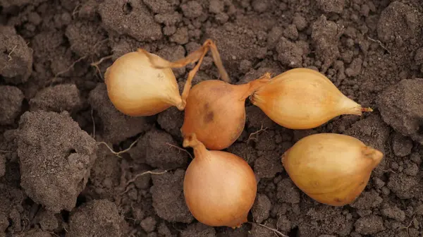 Yakın plan. Topraktaki genç patateslerin fotoğrafı.