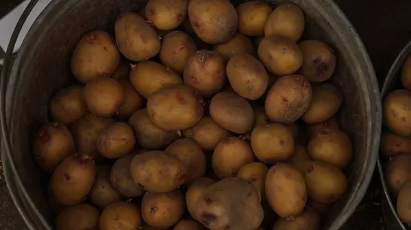 Tabakta çiğ organik kahverengi patates, yiyecek arka planı.