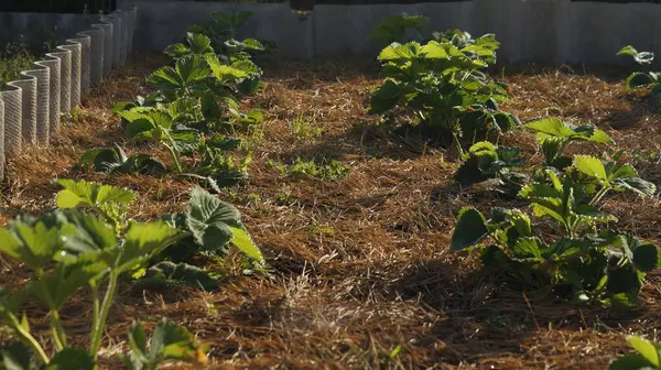 Kışın sebze bahçesi