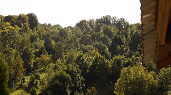 Dağlarda ağaçların olduğu güzel bir orman manzarası.