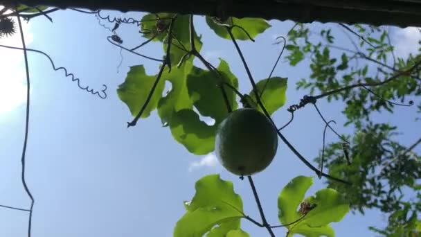 Passion Fruit Tree Still Young Ripe Ready Pick Videos Bright — Stock Video