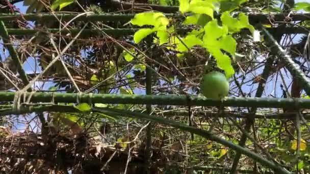 Vášeň Ovocný Strom Stále Mladý Není Zralý Není Připraven Sklízet — Stock video