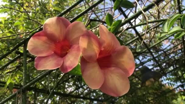 Allamanda Cathartica Una Planta Ornamental Que Conoce Comúnmente Como Flor — Vídeos de Stock