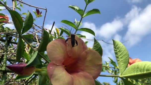Allamanda Cathartica Una Planta Ornamental Que Conoce Comúnmente Como Flor — Vídeos de Stock