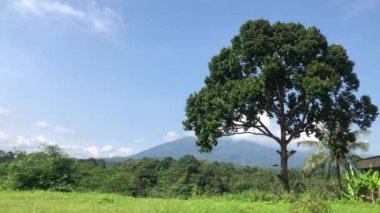 Sabah manzarası, dağlar, yeşillik, ağaçlar, yeşil çimenler