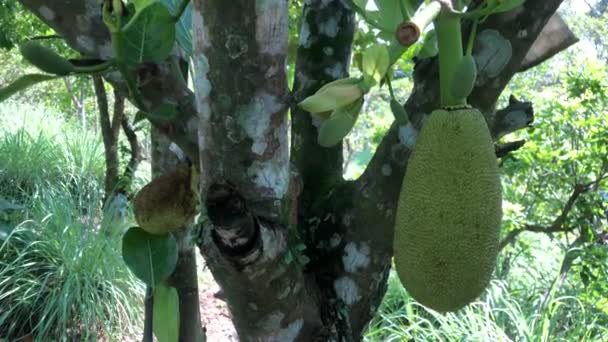 Jackfruit Jméno Druhu Stromu Stejně Jako Jeho Ovoce Ovocný Strom — Stock video