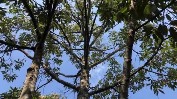 Monthong Durian Tree Dužnina Žlutá Silná Mírně Suchá Méně Tučná — Stock video