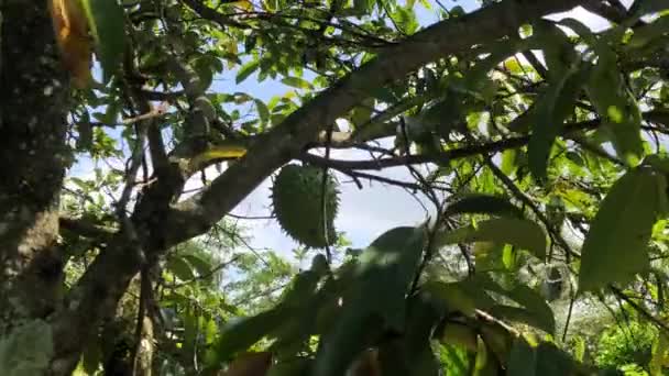 Sauerampfer Annona Muricata Linn Ist Eine Art Tropischer Obstbaum Aus — Stockvideo