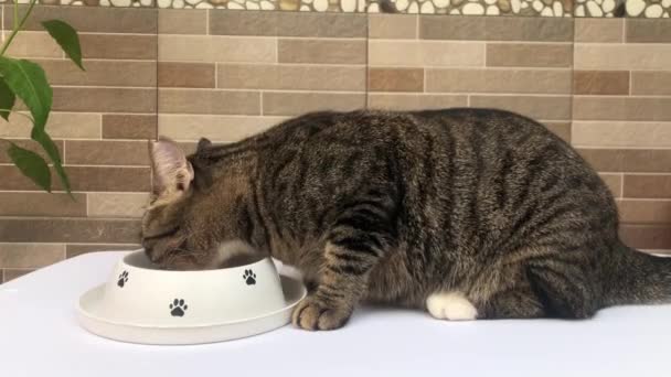 Kucing Yang Terlihat Menikmati Makanan Kering — Stok Video