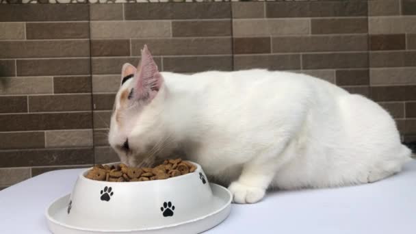 Kucing Yang Terlihat Menikmati Makanan Kering — Stok Video