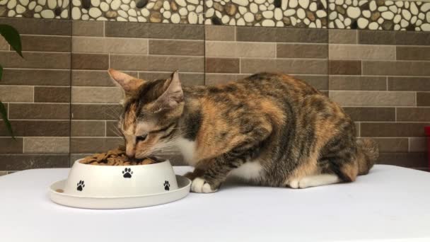 Koty Które Tak Się Cieszą Jedzeniem Suchego Jedzenia — Wideo stockowe