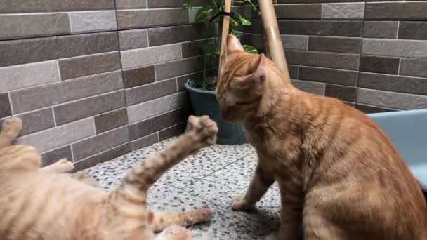 Dua Kucing Oranye Berkelahi — Stok Video