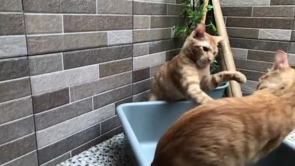 Dua Kucing Oranye Berkelahi — Stok Video