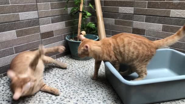 Turuncu Kedi Kavga Ediyor — Stok video