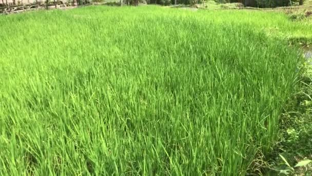 Rýžové Pole Místní Oblasti Indonésie — Stock video