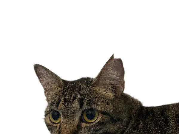 Οικιακός Βραχύστομος Γάτος Οποίος Έχει Ακουστικά Που Δείχνουν Ότι Έχει — Φωτογραφία Αρχείου