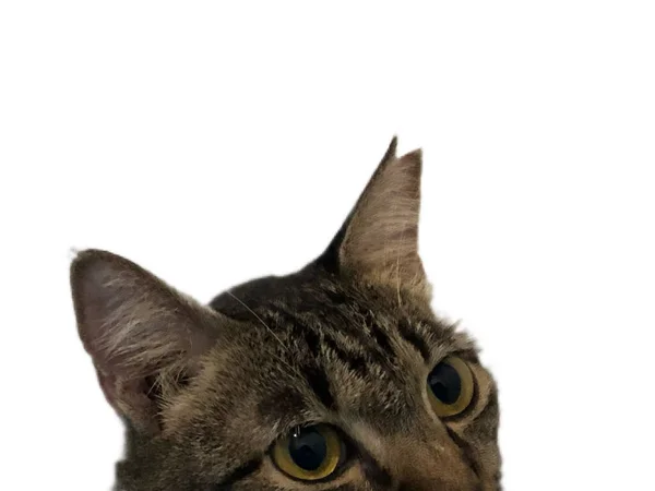 Gato Doméstico Cano Curto Que Tenha Sido Avisado Para Indicar — Fotografia de Stock
