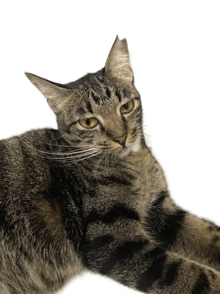 Domácí Krátkosrstá Kočka Která Byla Ušima Nastražená Aby Naznačila Byla — Stock fotografie