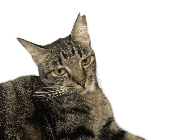 Бытовая Короткошерстная Кошка Которая Укорочена Показать Вакцинирована Обеззаражена Кастрирована — стоковое фото