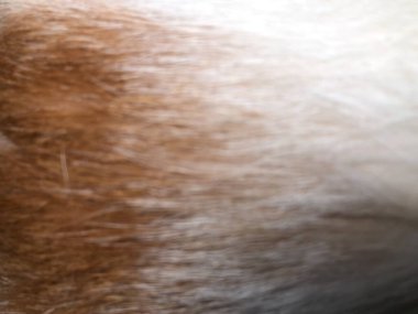 kedi kürk doku arka plan.