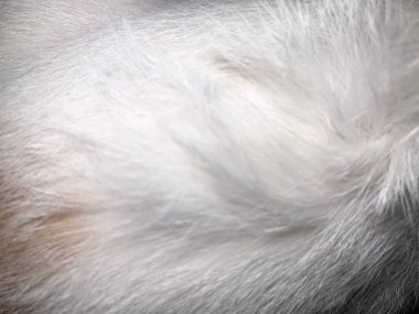 kedi kürk doku arka plan.