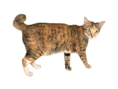 Evcil kedi beyaz ve soyutlanmış bir arka planda yürüyor