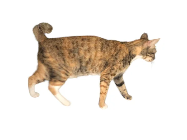 แมวในบ านเด นบนพ นหล ขาวและโดดเด — ภาพถ่ายสต็อก