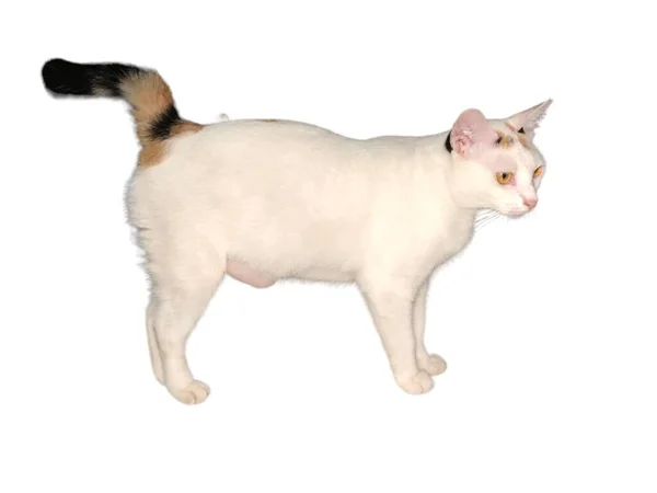 国内の猫は白く隔離された背景を歩きます — ストック写真