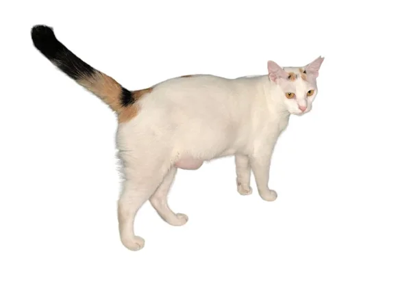Бытовая Кошка Ходит Белом Изолированном Фоне — стоковое фото