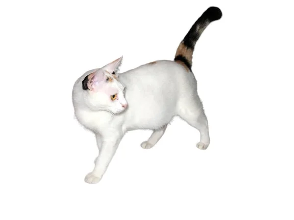 家猫在白色孤立的背景下行走 — 图库照片