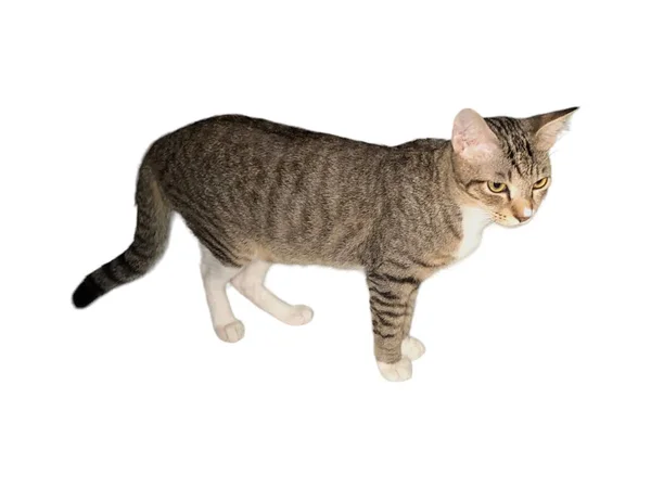 แมวในบ านเด นบนพ นหล ขาวและโดดเด — ภาพถ่ายสต็อก