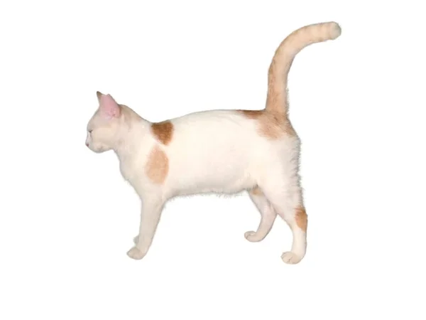 Κατοικίδια Γάτα Περπατά Ένα Λευκό Και Απομονωμένο Φόντο — Φωτογραφία Αρχείου