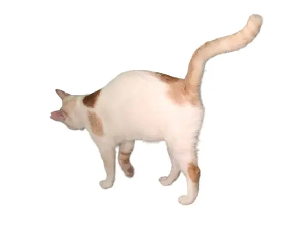 Домашня Кішка Гуляє Білому Ізольованому Тлі — стокове фото