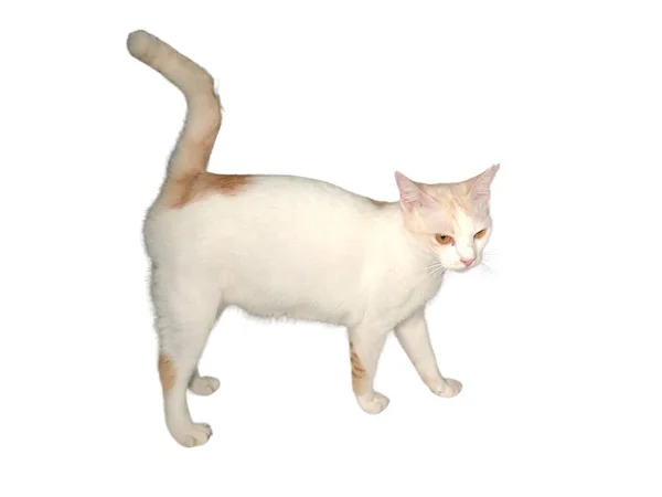 Domácí Kočka Chodí Bílém Izolovaném Pozadí — Stock fotografie